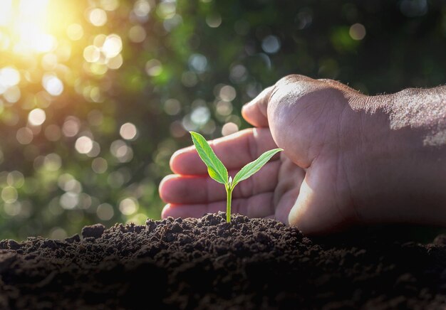 Caring for small green trees in hand