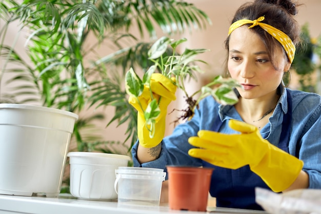 Caring woman in rubber gloves transplanting a plant into new pot at home