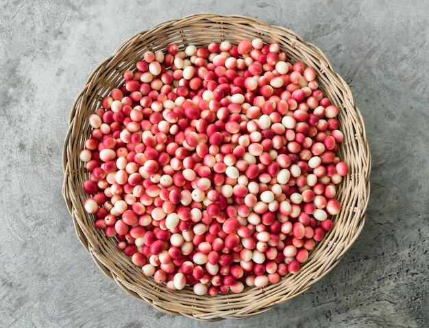 Carissa carandasCarundaKaronda seeds ripe colorful