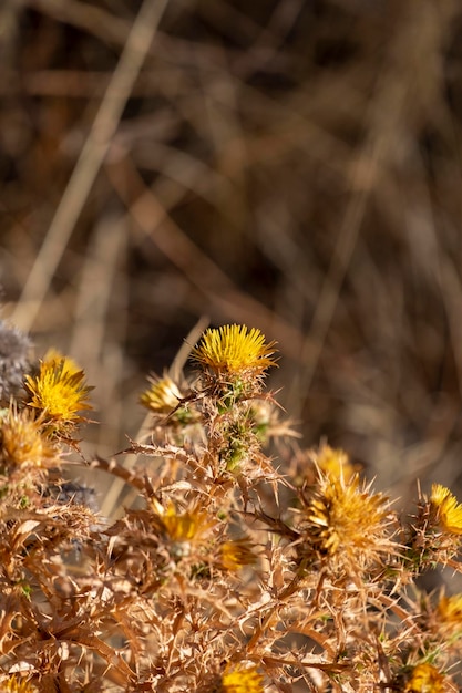 Photo carlina vulgaris or carline thistle family asteraceae compositae carlina corymbosa