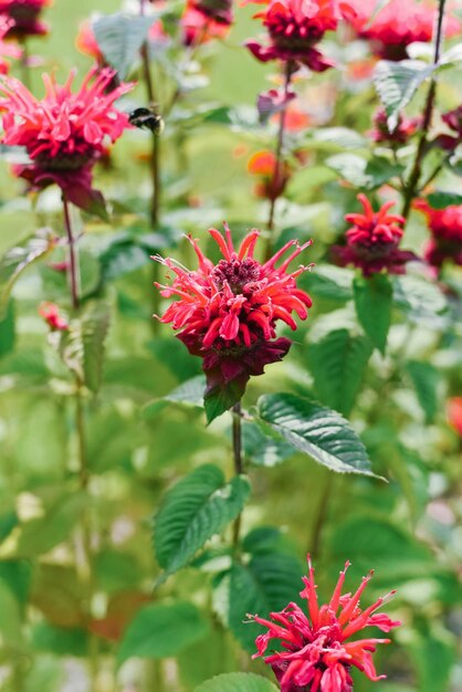 Foto fiori di monarda rosso carmine siate felici in giardino