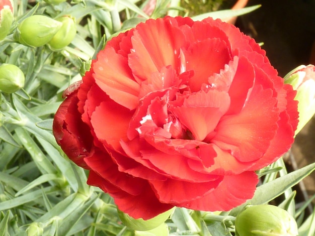 Carnation as a symbol of mothers day