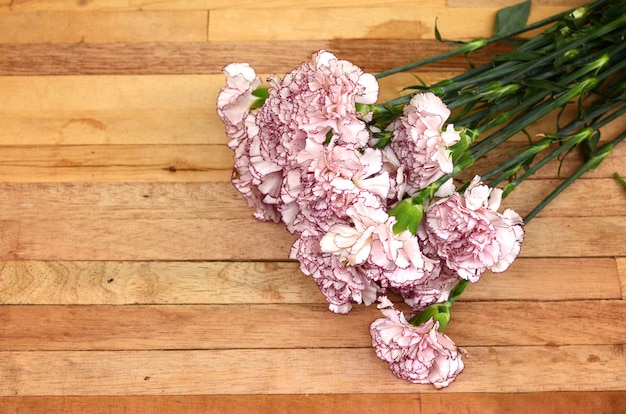 Carnation flower for background