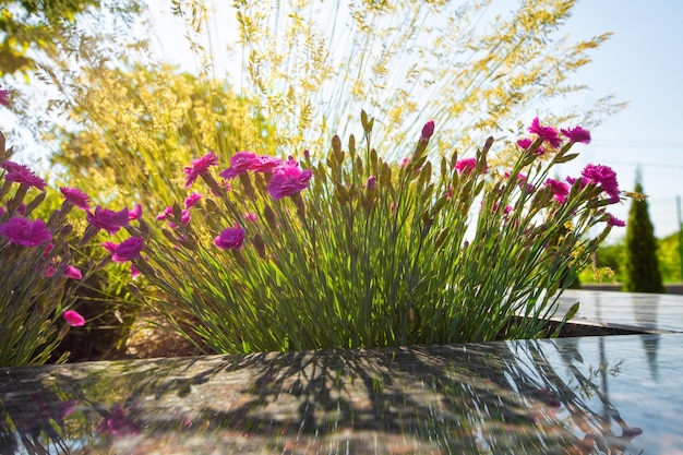 庭のクローズアップの花のベッドのカーネーション