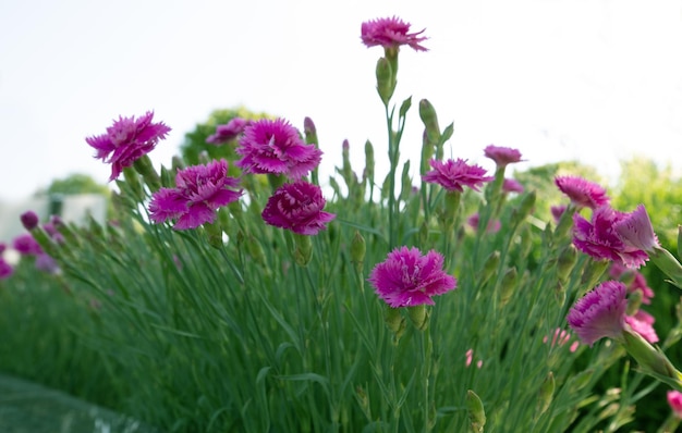 庭のクローズアップの花のベッドのカーネーション