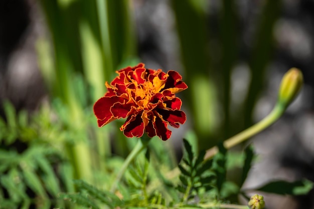 庭に咲くカーネーションの花。