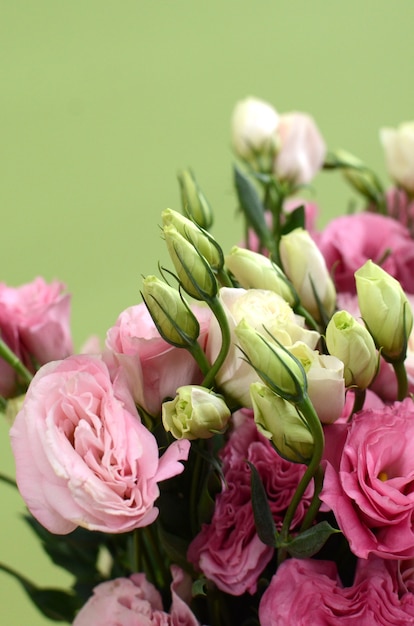 Carnation flower on green background