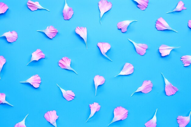 Carnation flower petals on blue background.