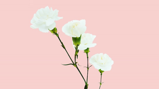 carnation flower