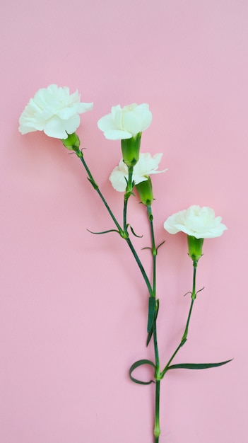 carnation flower