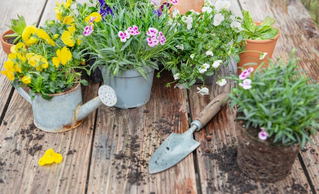 carnation flowers in flowerpot and colorful viola with shovel and dirt on a wooden table