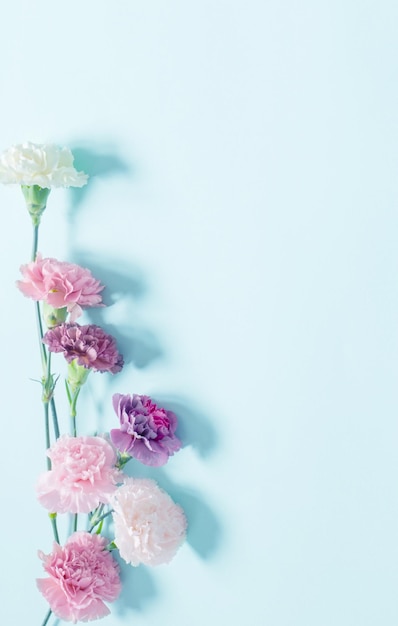 carnation flowers on green paper background