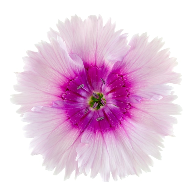 Carnation flowers photographed close-up isolated on a white surface