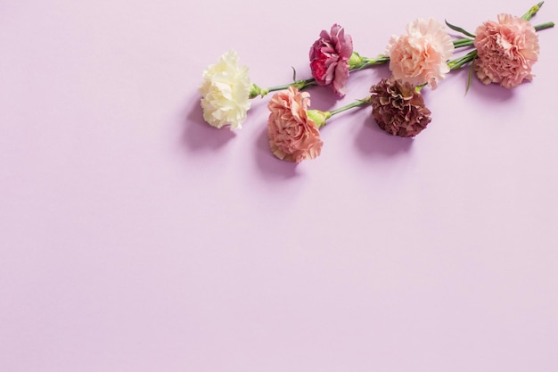 Carnation flowers on purple paper background