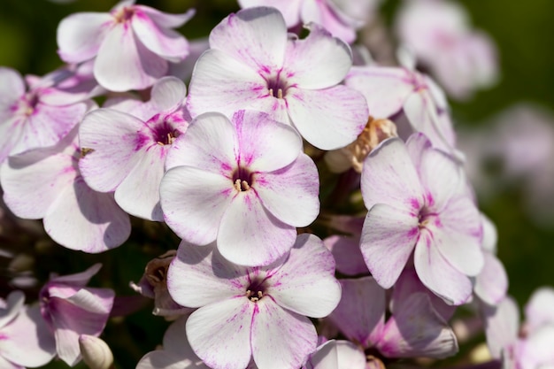 Carnation flowers in the spring season