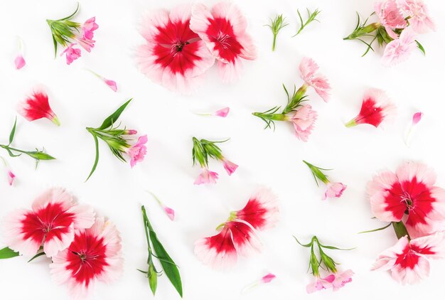 Carnation flowers on white background Flat lay composition