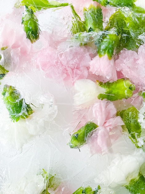 Carnation garden flowers frozen in ice backgraund