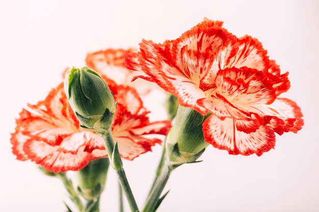 カーネーション花と白い背景に芽