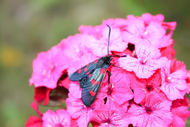 Гвоздики цветы в солнечном свете. Шестигранник Zygaena filipendulae - дневная бабочка.