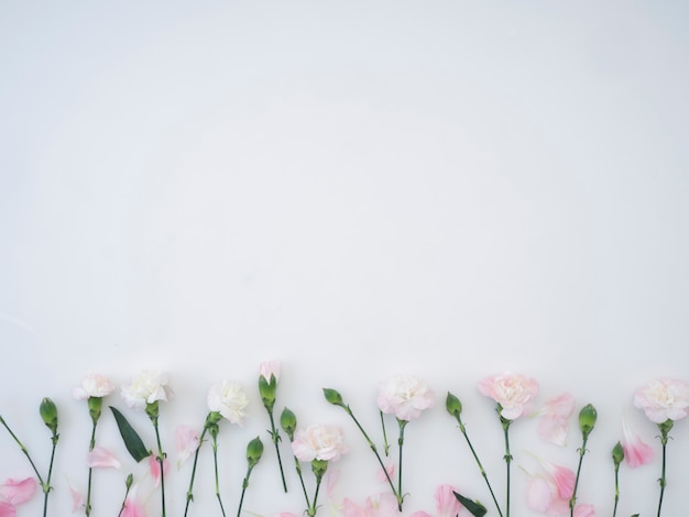 Carnations flowers on a white background 