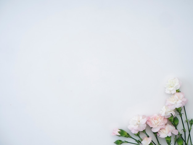 Carnations flowers on a white background 