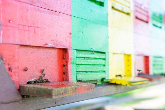 Carniola bees in beehive house typical for slovenia