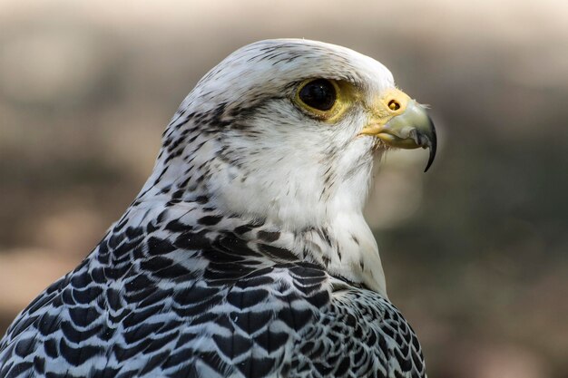 carnivore, beautiful white falcon with black and gray plumage