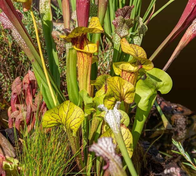 Photo carnivorous pitcher plants