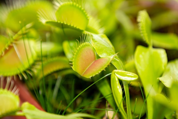 Плотоядное растение Dionaea muscipula в селективном фокусе и размытии глубины