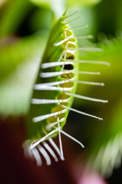 Photo a carnivorous plant with white nails and a green leaf.