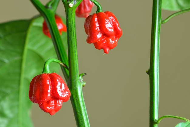 Сорт острого перца Carolina Reaper растения Capsicum chinense, самого острого перца чили в мире.