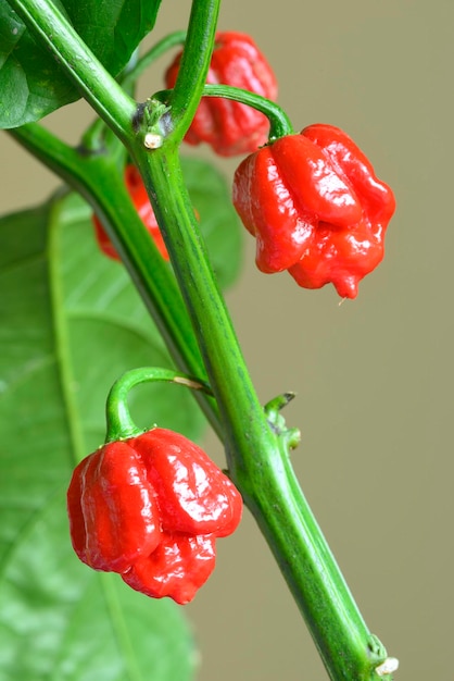 Carolina Reaper hot pepper cultivar of the Capsicum chinense plant hottest chili pepper in the world