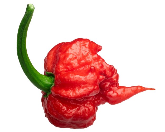 Foto carolina reaper peper c chinense paden