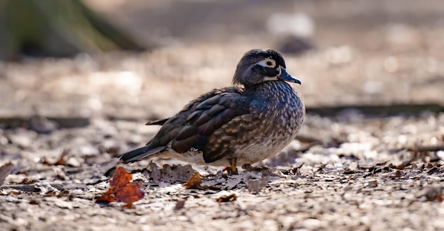 Caroline eend in de natuur