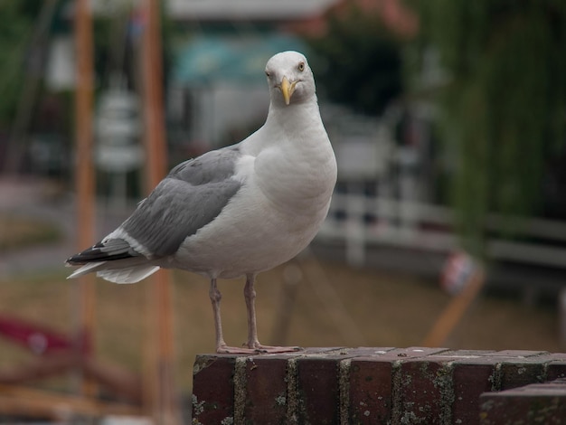 Photo carolinensiel at the north sea