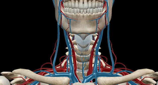 Foto la guaina carotidea contiene le arterie carotide comuni e interne, la vena giugulare interna e il nervo vago.