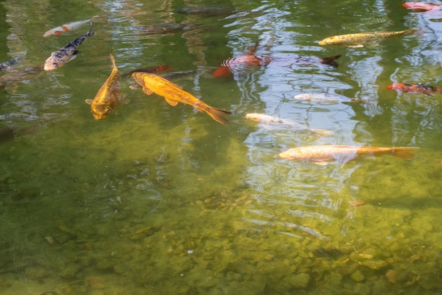 Carpe che mostrano i loro bei colori all'alba su un lago. luce naturale, messa a fuoco selettiva.