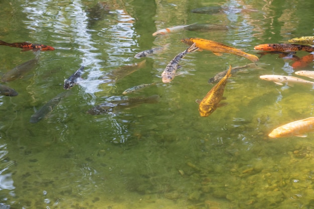 Carp displaying their beautiful colors at sunrise on a lake. natural light, selective focus.