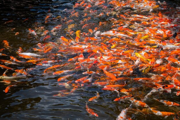 鯉の池の背景カラフルな背景派手な鯉