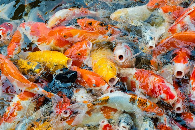 Carp fish pond background colorful background Fancy carp