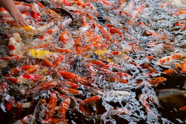 Sfondo colorato di stagno di pesci della carpa carpa fantasia