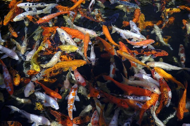 Carp fish in a pond or river in red orange white and yellow colours