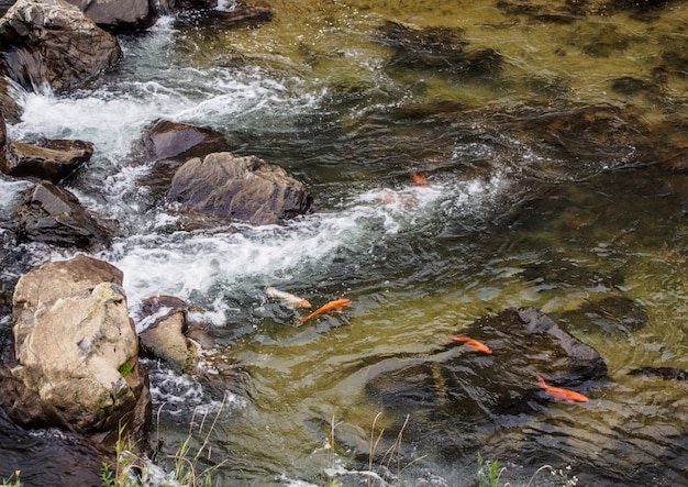 Carp fish swimming upstream in a stream in Japan.