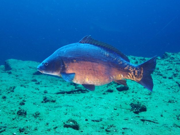 Carp fish swimming under water in freshwater lake