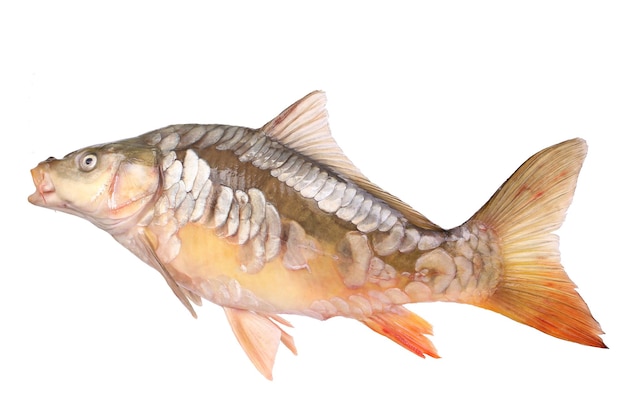 Carp fish on a white background isolated