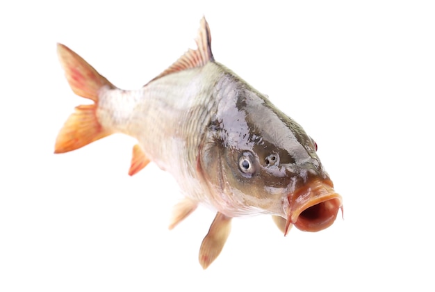 Carp fish on a white background