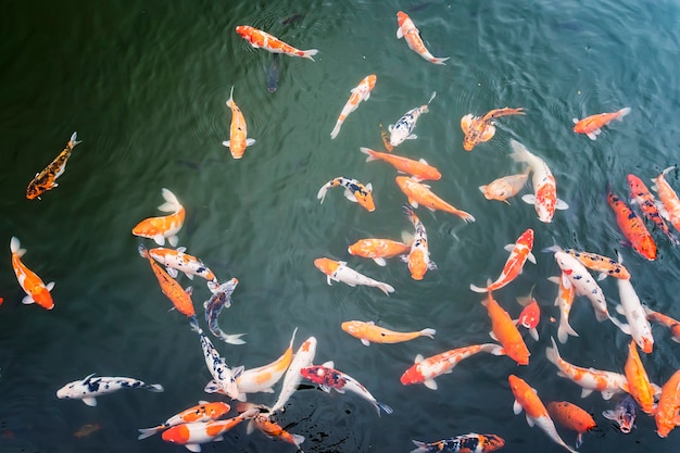 ベトナムの旧帝国の首都フエ市にある城壁に囲まれた要塞兼宮殿であるフエ帝国の湖で鯉が泳いでいます。