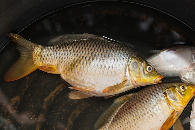 Carp is a freshwater fish on bowl