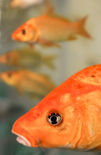 Foto carpa che nuota in acquario. piscicoltura, allevamento di carpe in brasile.