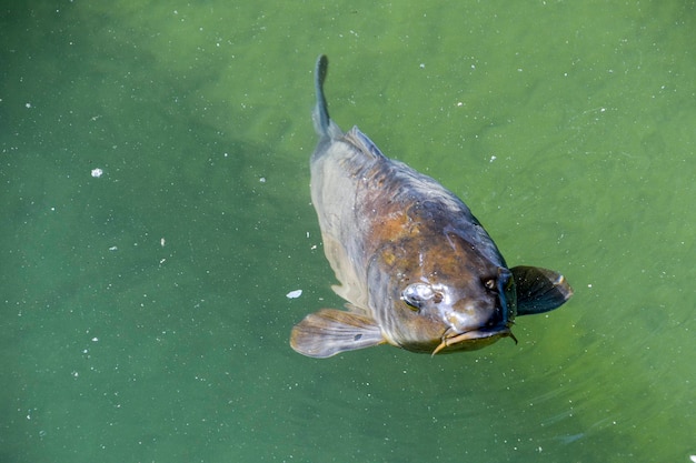 A carp with a stick in its mouth is swimming in a pond.